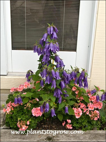 Campanula Sarastro growing with Geranium Rocky Mountain Salmon (mid June)